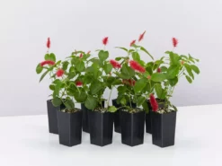 Shrubs Ground Covers Acalypha Reptans Stephie