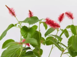 Shrubs Acalypha Reptans Stephie - 85mm