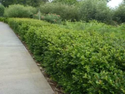 Shrubs Acmena Smithii Minor 'Allyn Magic' Dwarf Hedging Pack