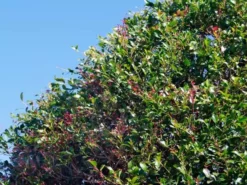 Hedge Acmena Smithii