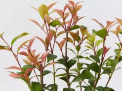 Shrubs Acmena Smithii Minor 'Allyn Magic' Dwarf Hedging Pack