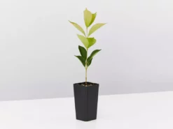 Hedge Acmena Smithii 'Firescreen' Lilly Pilly Screening Pack