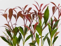 Acmena Smithii 'Forest Flame' Medium Hedge Pack Hedging Plants