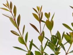 Shrubs Acmena Smithii Minipilly Compact Hedging Pack Hedging Plants