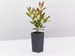 Shrubs Acmena Smithii Minipilly Compact Hedging Pack Hedging Plants