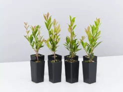 Hedge Hedging Plants Acmena Smithii Minor Hedging Pack
