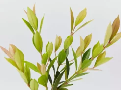 Hedge Hedging Plants Acmena Smithii Minor Hedging Pack