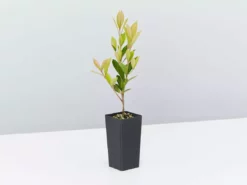 Hedge Hedging Plants Acmena Smithii Minor Hedging Pack