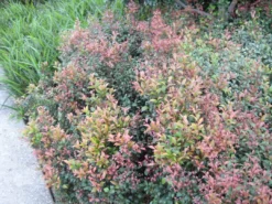 Shrubs Acmena Smithii Minor 'Allyn Magic' Dwarf Hedging Pack