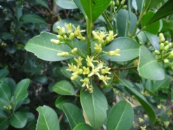 Shrubs Acronychia Imperforata