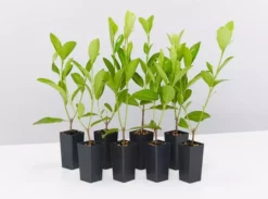 Shrubs Acronychia Imperforata Vista S