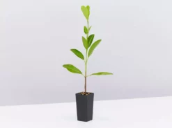 Shrubs Acronychia Imperforata