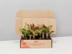 Indoor Garden Aglaonema Mixed Box - The Chinese Evergreen Box