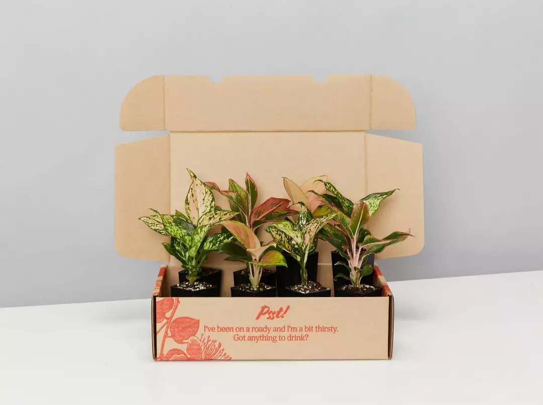 Indoor Garden Aglaonema Mixed Box - The Chinese Evergreen Box 3 Indoor Garden Aglaonema Mixed Box - The Chinese Evergreen Box