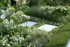 Shrubs Agapanthus Orientalis White Border Plants