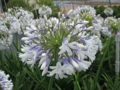 Ozbreed Border Plants Agapanthus Orientalis Queen Mum™ ‘PMN06’ Pbr