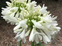 Shrubs Agapanthus Blitzza™️ Plant Pack Border Plants