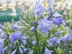 Shrubs Agapanthus Orientalis Bella - Taller Size 85mm