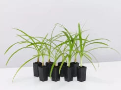 Shrubs Agapanthus Orientalis Black Magic Border Plants