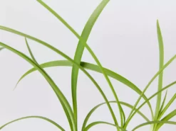 Shrubs Agapanthus Orientalis Black Magic Border Plants