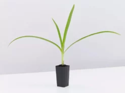 Shrubs Agapanthus Orientalis Black Magic Border Plants