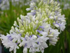 Shrubs Agapanthus Orientalis Maxsie