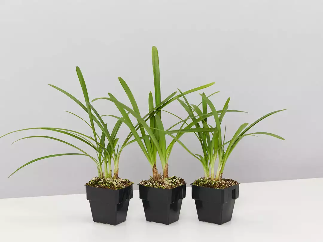 Shrubs Agapanthus Orientalis Bella - Taller Size 85mm 3 Shrubs Agapanthus Orientalis Bella - Taller Size 85mm