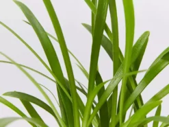 Shrubs Agapanthus Orientalis Maxsie