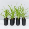 Shrubs Agapanthus Orientalis Bella Border Plant Pack Border Plants