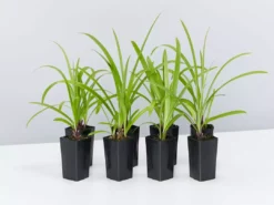 Shrubs Agapanthus Orientalis Bella Border Plant Pack Border Plants