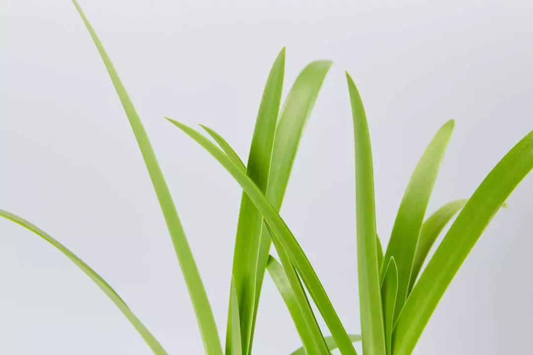 Shrubs Agapanthus Orientalis Bella - Taller Size 85mm 5 Shrubs Agapanthus Orientalis Bella - Taller Size 85mm