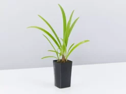 Shrubs Agapanthus Africanus Purple Cloud