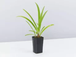 Shrubs Agapanthus Orientalis Bella Border Plant Pack Border Plants 10 Shrubs Agapanthus Orientalis Bella Border Plant Pack Border Plants