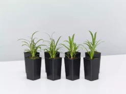 Shrubs Agapanthus Queen Anne