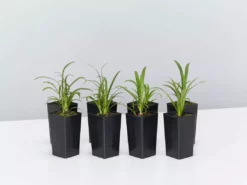 Plants In A Box Agapanthus Double Blue Boy Hedging Plants