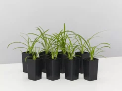 Plants In A Box Agapanthus Orientalis Silver Baby