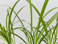 Plants In A Box Agapanthus Orientalis Silver Baby