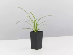 Plants In A Box Agapanthus Orientalis Silver Baby