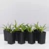 Shrubs Border Plants Agapanthus Africanus Snowball Plant Pack
