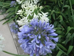 Shrubs Agapanthus Orientalis Blue