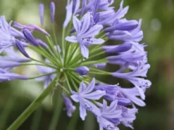Shrubs Agapanthus Orientalis Blue