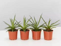 Succulents Agave Filifera X Isthmensis Full Sun