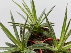 Succulents Agave Filifera X Isthmensis Full Sun