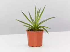 Succulents Agave Filifera X Isthmensis Full Sun