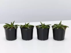 Succulents Agave Victoriae-Reginae Full Sun