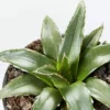 Succulents Agave Victoriae-Reginae Full Sun
