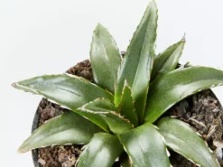 Succulents Agave Victoriae-Reginae Full Sun