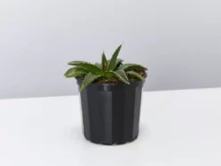 Succulents Agave Victoriae-Reginae Full Sun