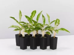 Indoor Garden Border Plants Aglaonema Night Sparkle