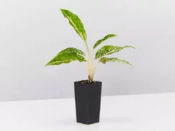 Indoor Garden Border Plants Aglaonema Night Sparkle